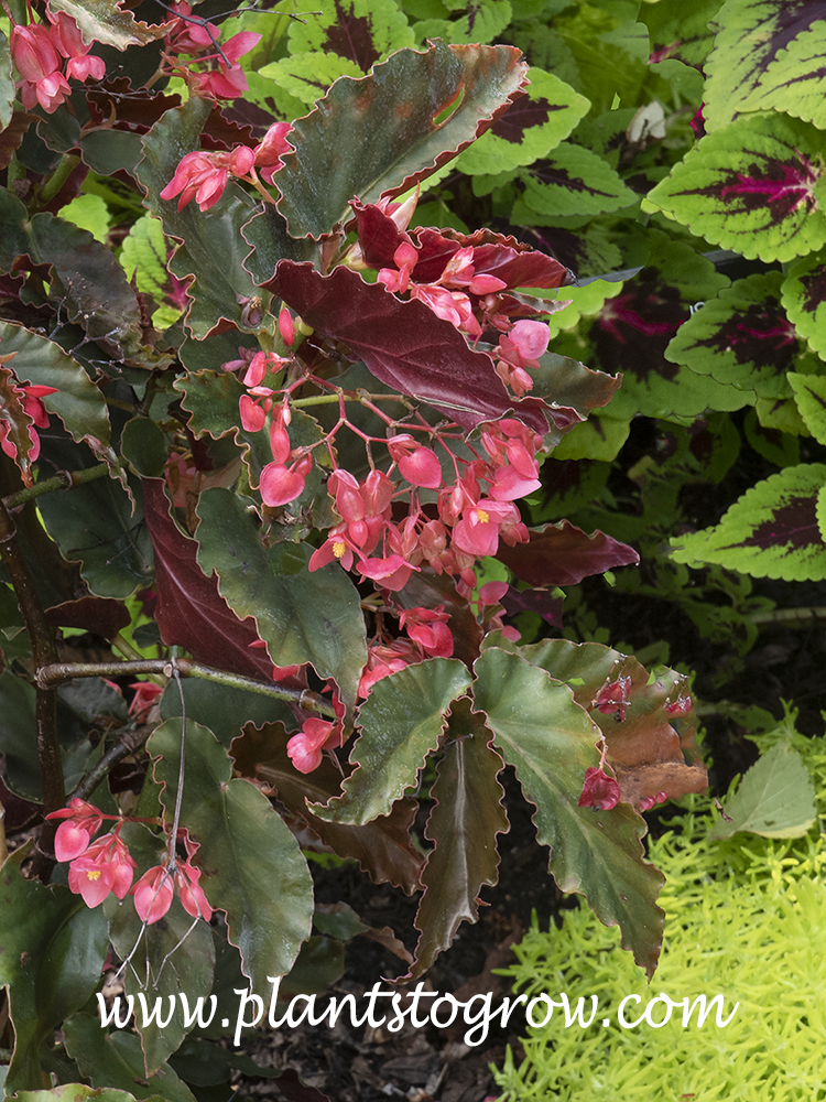 Elaine Begonia